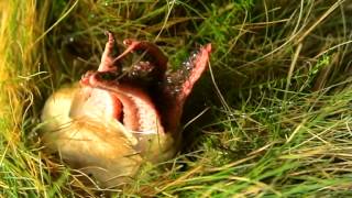 Devils Fingers or Octopus Fungus Clathrus archeri December 2014 [upl. by Alysa515]