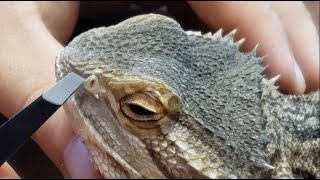 EXTREMELY SATISFYING REMOVING BEARDED DRAGON NOSE SHED [upl. by Antonella]