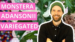 Monstera Adansonii Variegated — Ultimate Care Guide [upl. by Udell]