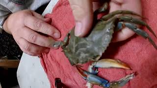 Cutting a peeler crab for bait crab crabbing bait fishing fish bluecrab marylandcrabs shorts [upl. by Anelas702]