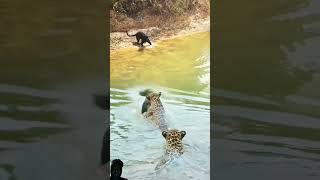 Black tiger vs leapord 😅 wildlife macanliar macan animals tiger leopard nature macancaplok [upl. by Ecinej161]