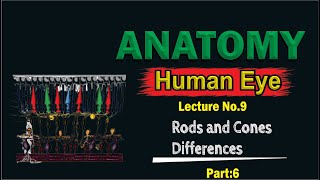 Rods and Cones  Difference between rods and cones  Photoreceptors of Eye  Top Lesson4u [upl. by Stanly]