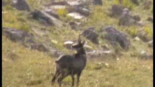 HUNTING SHEEP  chasse au mouflon [upl. by Gallard]