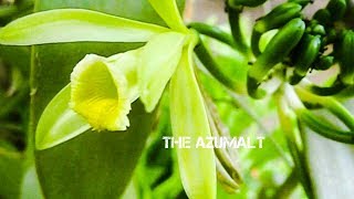 Pollinating Vanilla Tahitensis  Menyerbukkan Pohon Biji Vanili [upl. by Huai]