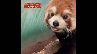 What a funny picture when a red panda meets a raccoon animals [upl. by Anatsirhc]