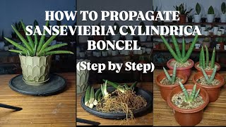 HOW TO PROPAGATE SANSEVIERIA CYLINDRICA BONCELSTEP BY STEPGUIDE FOR BEGINNERS [upl. by Geralda]