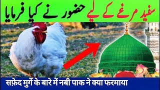 Apke Ghar mein Agar Safed Murga hai To Nabi Pak ka ye Farman SuneMurga Palna Kaisa Hai [upl. by Aretina]