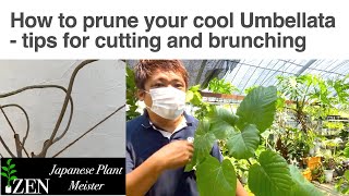 Addressing questions from our viewer How to prune your cool Umbellata tips for cutting and brunching [upl. by Anivlem840]