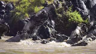 Great migration river crossing at Masai Mara Part I migration masaimara kenya [upl. by Emelun]