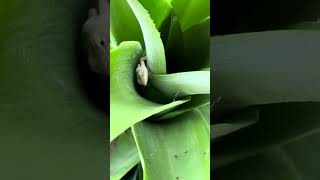 Tiny Lizard Finds Safety In Pineapple Plant [upl. by Wolfgang]