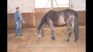 Séance Reiki sur un cheval [upl. by Oisor]