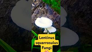 Lentinus squarrosulus Fungi shortsfeed islandvisits [upl. by Ianteen]