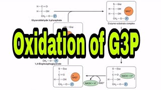 Oxidation of Glyceraldehyde3Phosphate  Glycolysis  CarbohydrateMetabolism  Biochemistry [upl. by Aneela189]