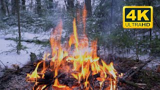 🔥 Cozy Campfire in the Winter Forest 12 HOURS Campfire with Burning Logs and Nature Sounds [upl. by Elleoj]