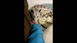 opossum slubbing on my bed while i play wii shop channel music [upl. by Enrobyalc]