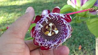 Hand Pollinating our Passion Fruit flowers December 8 2016 [upl. by Ainahpets]