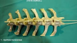 Anatomía Animal Osteologia  Vertebras Lumbares y Sacras [upl. by Ahsenid681]