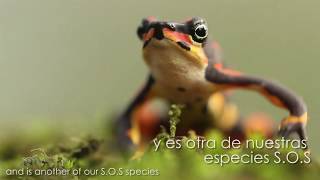 Atelopus varius [upl. by Adne]