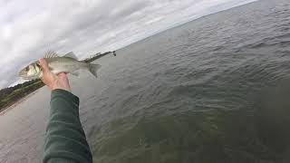 Saltwater fly fishing for bass on Anglesey [upl. by Tirreg]