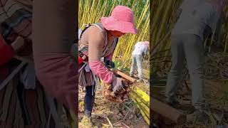 Golden sugar cane bundling process Good tools and machinery can increase work efficiency [upl. by Bernardi275]