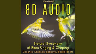 8D Audio Canaries Chirping and Singing Sweet Melodies [upl. by Llenil]