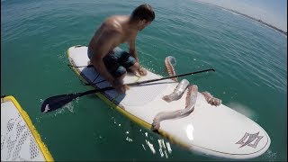 Giant Squid Attacks Surfboard [upl. by Galateah]