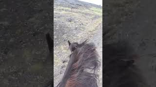 Crossing Fields Of Lava  🇮🇸 🐴 iceland horses [upl. by Aimak]