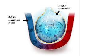 Gaseous exchange in lungs [upl. by Etteuqal]