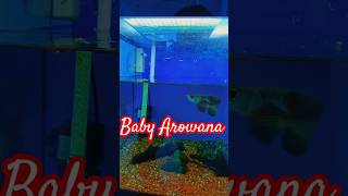 Baby Arowana Feeding funny mylife fish arowana feeding [upl. by Ettesyl131]