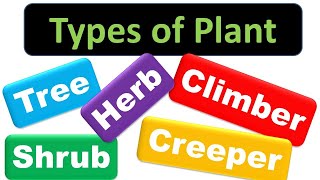 Types of Plant for kids  Trees Shrubs Herbs Climbers Creepers  Classifications the Plants [upl. by Adabelle]