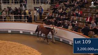 Mogul selling for 3400000gns at Book 1 of the October Yearling Sale [upl. by Henriha]