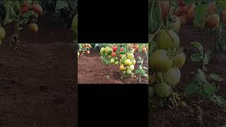 Vuna Hybrid Tomato Malkia F1 seeds shortsfeed shortsyoutube shortsvideos [upl. by Anoval]