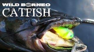 WILD BORNEO CATFISH  ON LURES [upl. by Nebeur426]