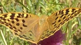 Mariposa Nacarada Argynnis paphia [upl. by Aibun]