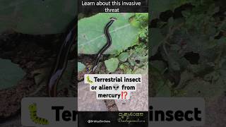 Deadly Invasion  Poisonous Hammerhead Worms Taking Over HammerheadFlatworm ToxicWorm [upl. by Eecyak49]