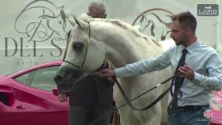 N 79 PIERCING PPJ Vesuvio Trophy 2024 International Show Stallions 4 6 Years Old Class 10 [upl. by Tager]