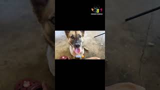 Ep3 abandoned puppy stories rescuedog doglover rescuedoglove dogshorts [upl. by Airliah]