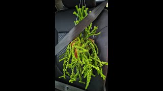 Taking my plants out for a ride  BUCKLE UP [upl. by Norabal196]