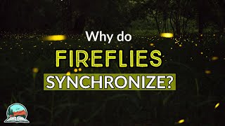 Why do Congarees Fireflies Synchronize  Congaree National Park Fireflies [upl. by Intosh891]