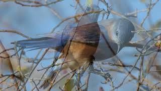 Eastern Bluebird Sialia sialis family eating winter berries at Montezuma New York 1282023 [upl. by Wanids]