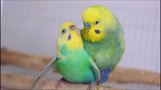 Budgies  parakeets  Mating  Breeding [upl. by Milty]