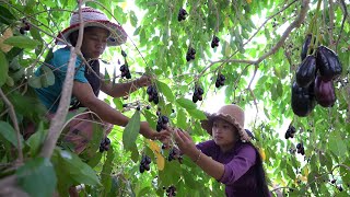 Pick fresh jambolan plum in my homeland  Jambolan plum recipe  Healthy fresh fruit [upl. by Bibby555]