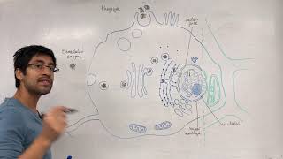 The interdependence of organelles [upl. by Hendrix]