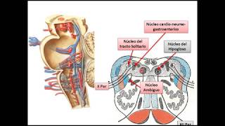 Tronco encefalico configuración interna [upl. by Kenelm]