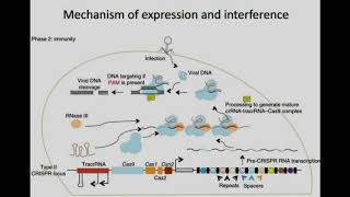 ZFN vs TALENs vs CRISPRCas9  Genome editing [upl. by Arodasi]