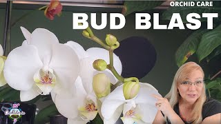 Orchid Bud BlastWhat to do When Orchid Buds Shrivel and Fall [upl. by Anehc]