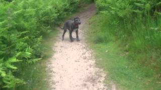 Crazy deerhound puppy [upl. by Diao]