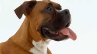 DOGS 101 Boxer [upl. by Donna]