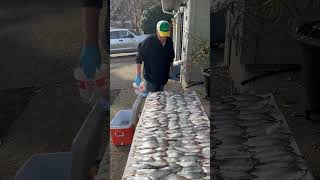 2024 Yaquina Bay Herring Halibut Bait Spawn [upl. by Hairacaz]