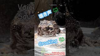 Voice Sound Mania Croaking 『声。音マニア。鳴き声。』The rain frog アメフクラガエル🐸 Prince Akubi あくび王子👑♪ Akubi [upl. by Cod]